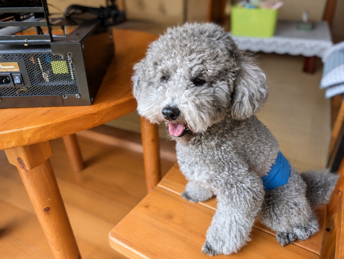 看板犬ちぃちゃん（シルバーのトイプードル）